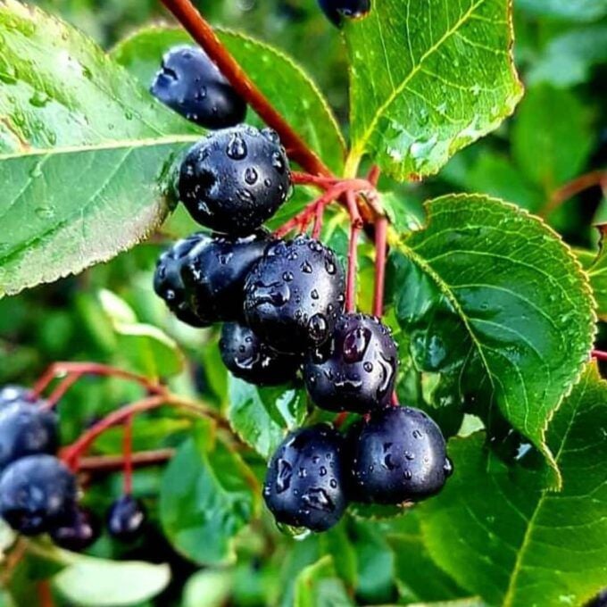 Aronya Meyvesinin Faydaları ve Bağışıklığa Etkisi